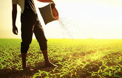 Illustration sows - Image 1