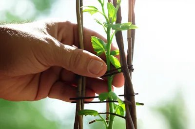 Illustration moulds - Image 1