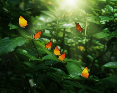 Illustration sunbeam - Image 1