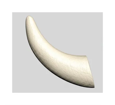 Illustration tooth - Image 1