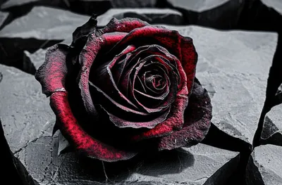 Illustration scathing