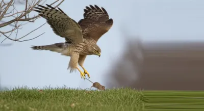 Hình ảnh minh họa swoops - Ảnh 1