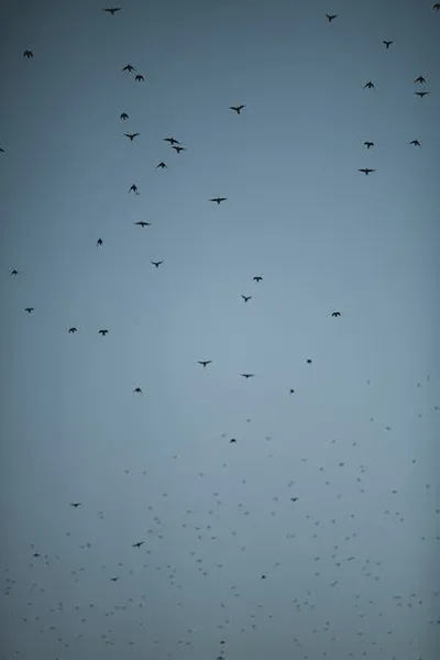 Illustration migrates - Image 2