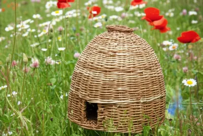 Illustration skep - Image 1