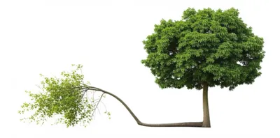 Illustration incumbent - Image 1