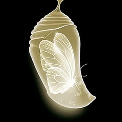 Illustration pupate - Image 1