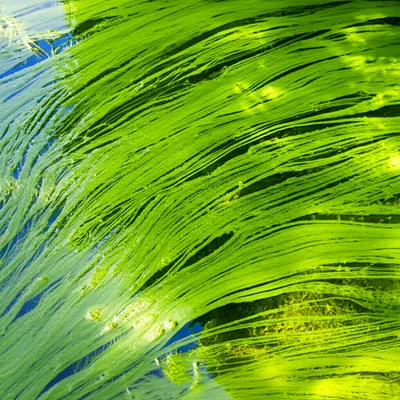 Illustration scums - Image 1