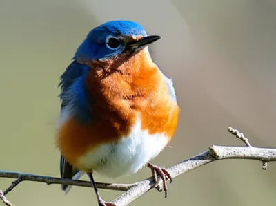 Illustration ruffled - Image 1