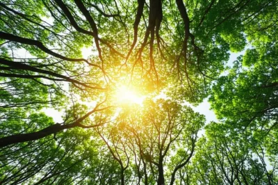 Illustration crown - Image 1