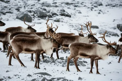 Illustration reindeer