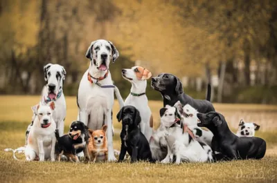 Illustration breeds - Image 1