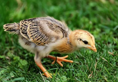 Illustration chicken