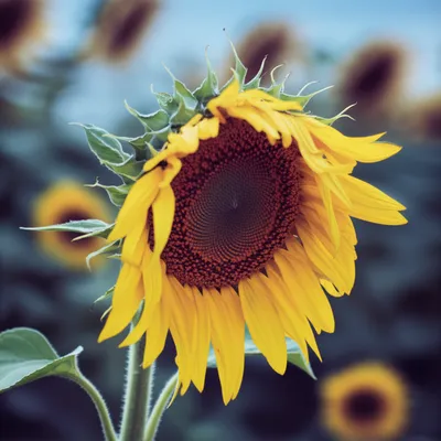 Illustration disappointment