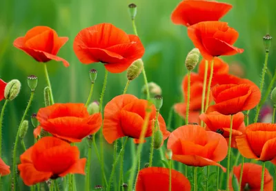 Illustration poppy - Image 1