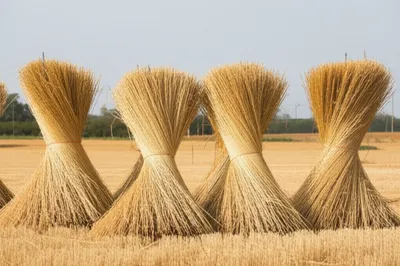 Illustration stooks