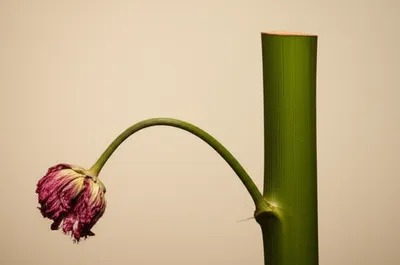 Illustration castrations