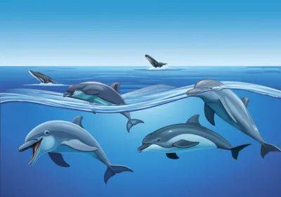 Illustration cetacean