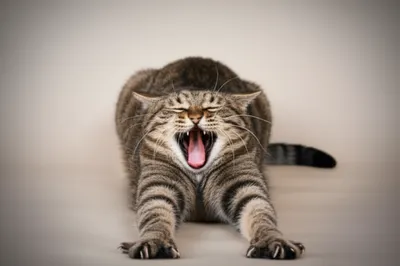 Illustration str - Image 1