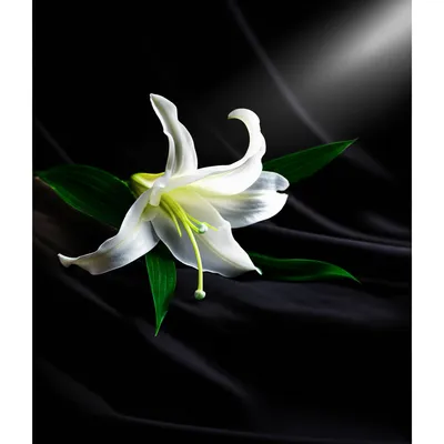 Illustration deceased - Image 1