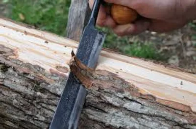 Illustration rind - Image 2