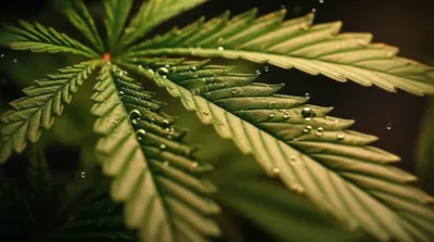 Illustration decarboxylated - Image 1