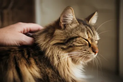 Illustration smoothest - Image 1