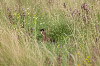 Illustration squats - Image 1