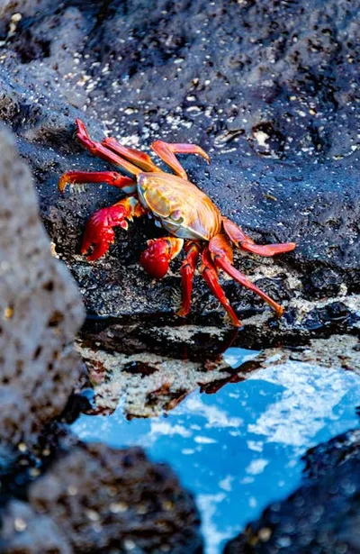 Illustration sallied - Image 2