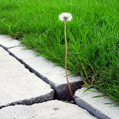 Illustration ornery - Image 1