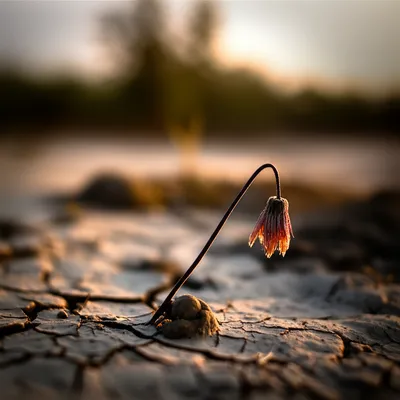 Illustration weaker - Image 1