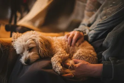 Illustration lapdog - Image 1