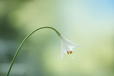 Illustration small - Image 1