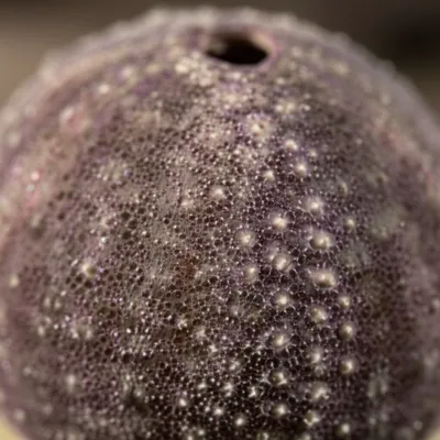 Illustration spicules - Image 1