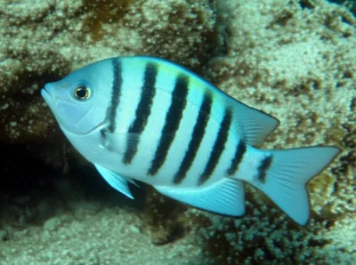 Illustration bluefish - Image 1