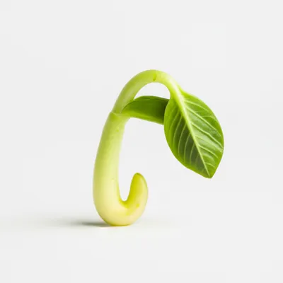 Illustration evolve - Image 1