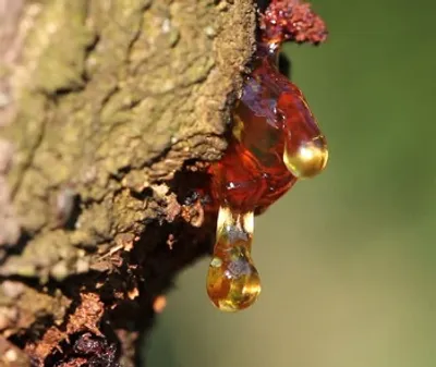 Illustration weep - Image 2