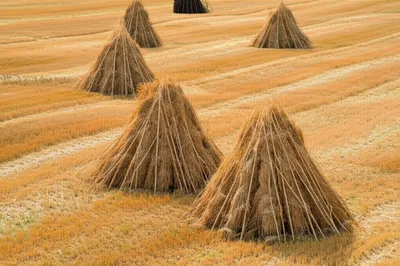 Illustration hut - Image 1