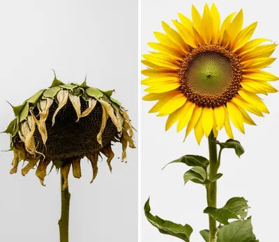 Illustration facelift - Image 1