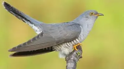 Illustration cuckoo - Image 2