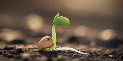 Illustration germinated