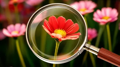 Illustration focused