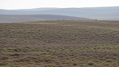 Illustration moor - Image 1