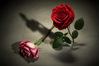 Illustration downed - Image 1