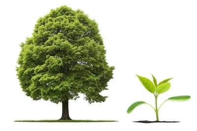 Illustration lesser - Image 1