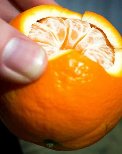 Illustration scalps - Image 1