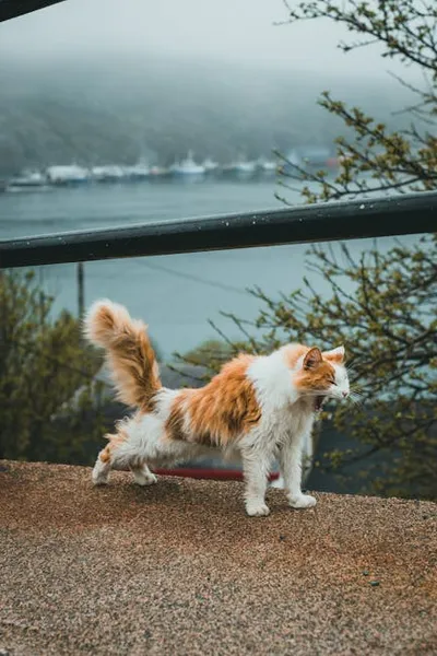 Illustration stretchy - Image 2