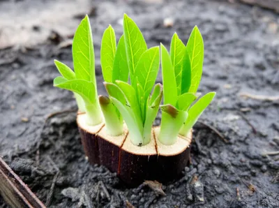 Hình ảnh minh họa stool - Ảnh 1