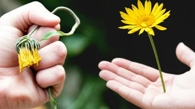 Illustration misused - Image 1