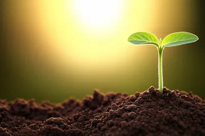 Illustration lifted - Image 1