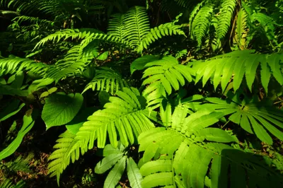 Illustration greenery